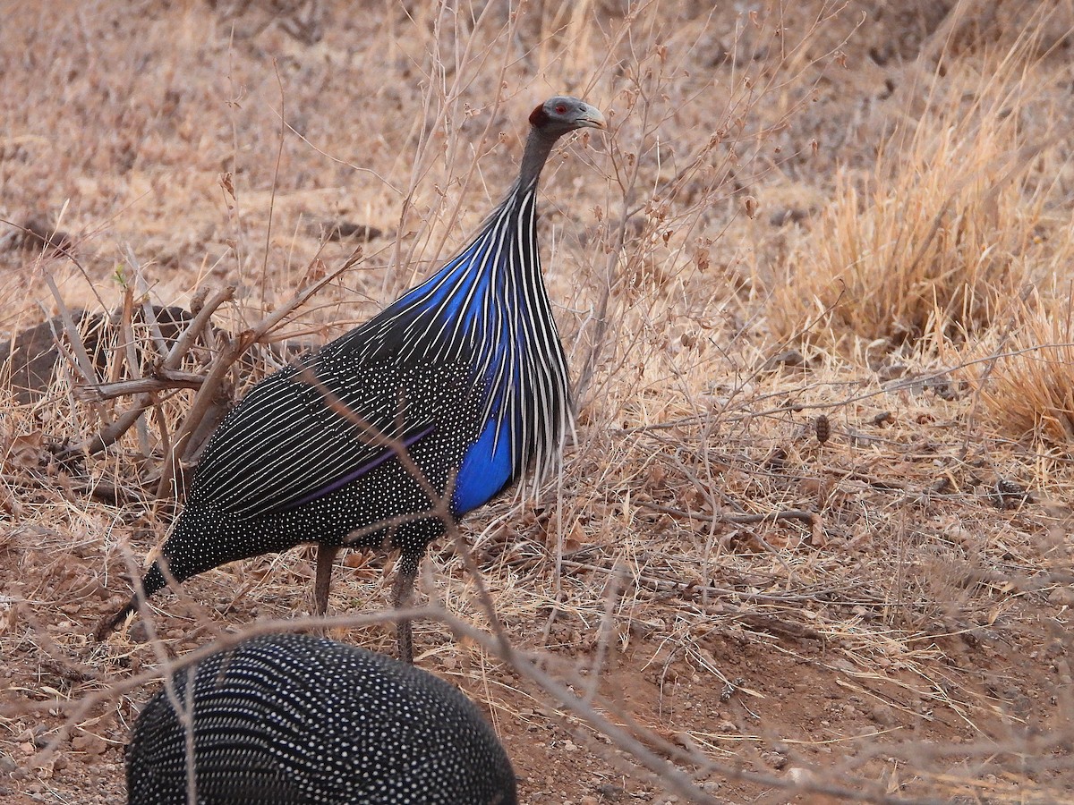 Vulturine Guineafowl - ML646072551