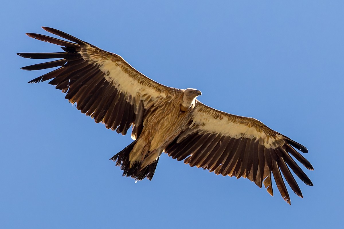 נשר הימלאיה - ML646072554