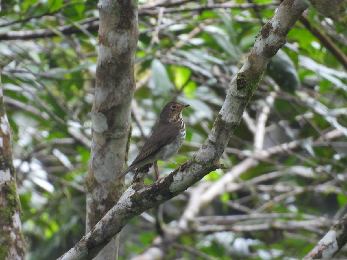 Swainson's Thrush - ML646072557