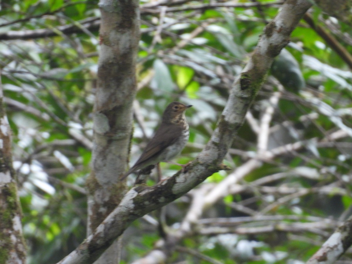 Swainson's Thrush - ML646072558