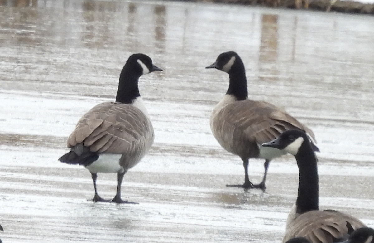 小加拿大雁 - ML646072563