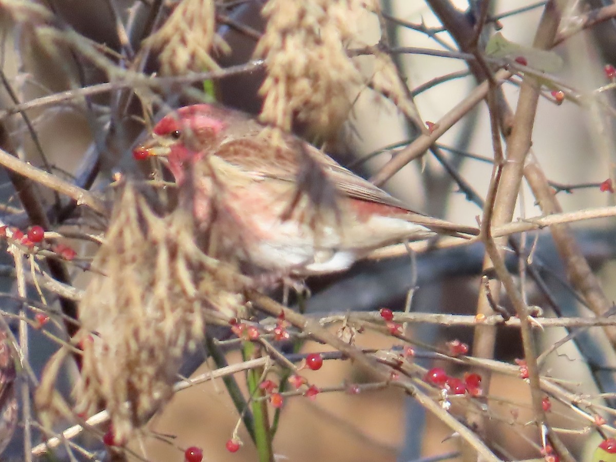 purpurfink - ML646072564