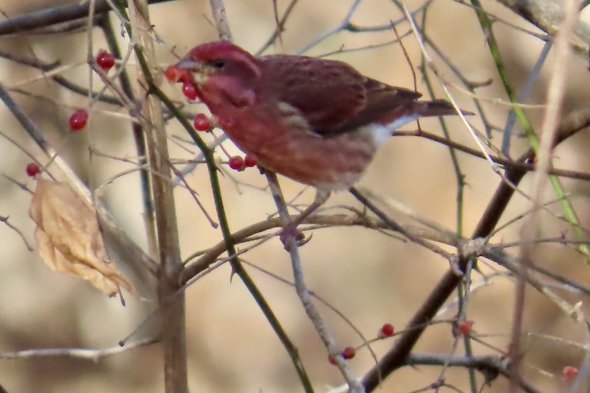 purpurfink - ML646072565