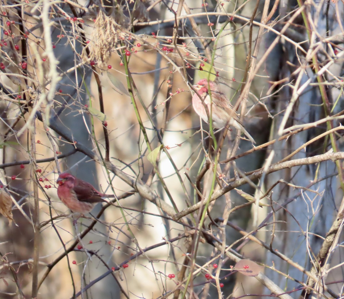 purpurfink - ML646072566