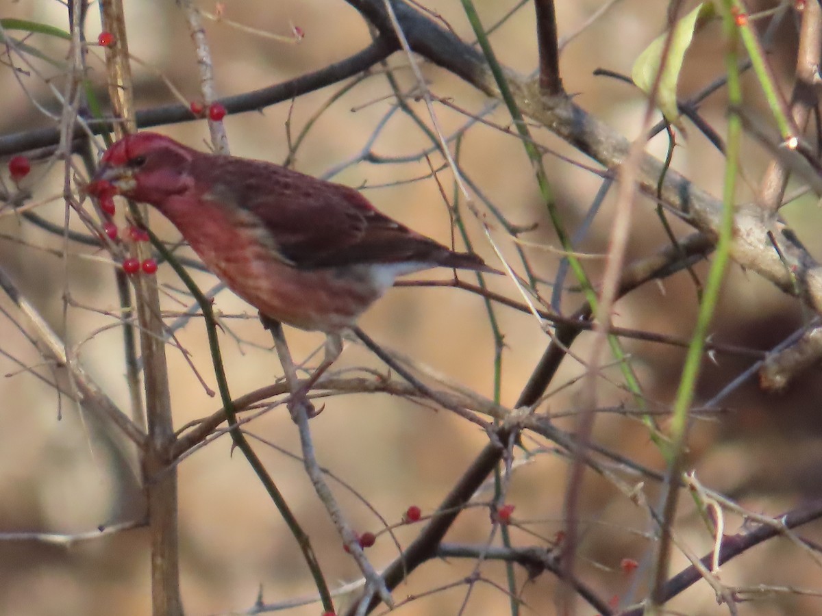 purpurfink - ML646072567