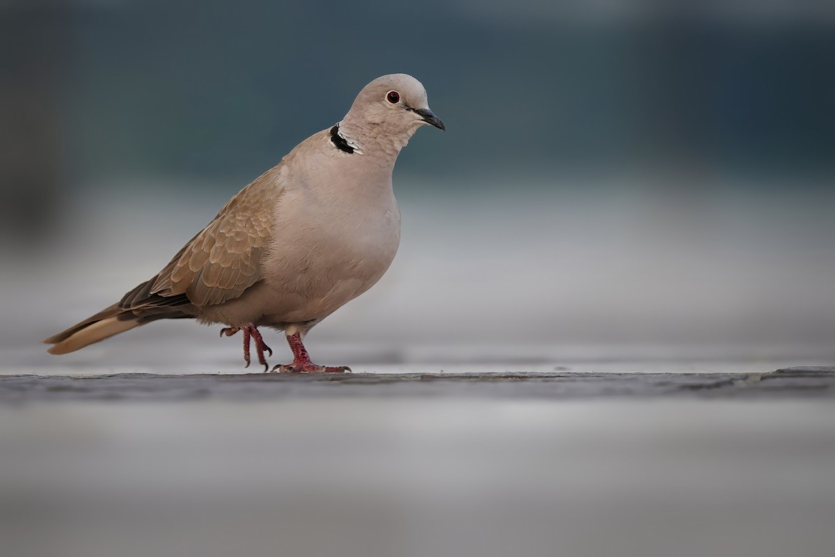 Eurasian Collared-Dove - ML646072568