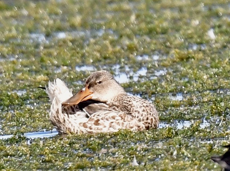 Northern Shoveler - ML646072569