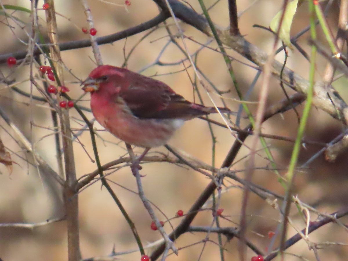 purpurfink - ML646072571