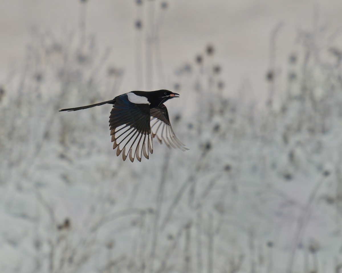 straka americká - ML646072573