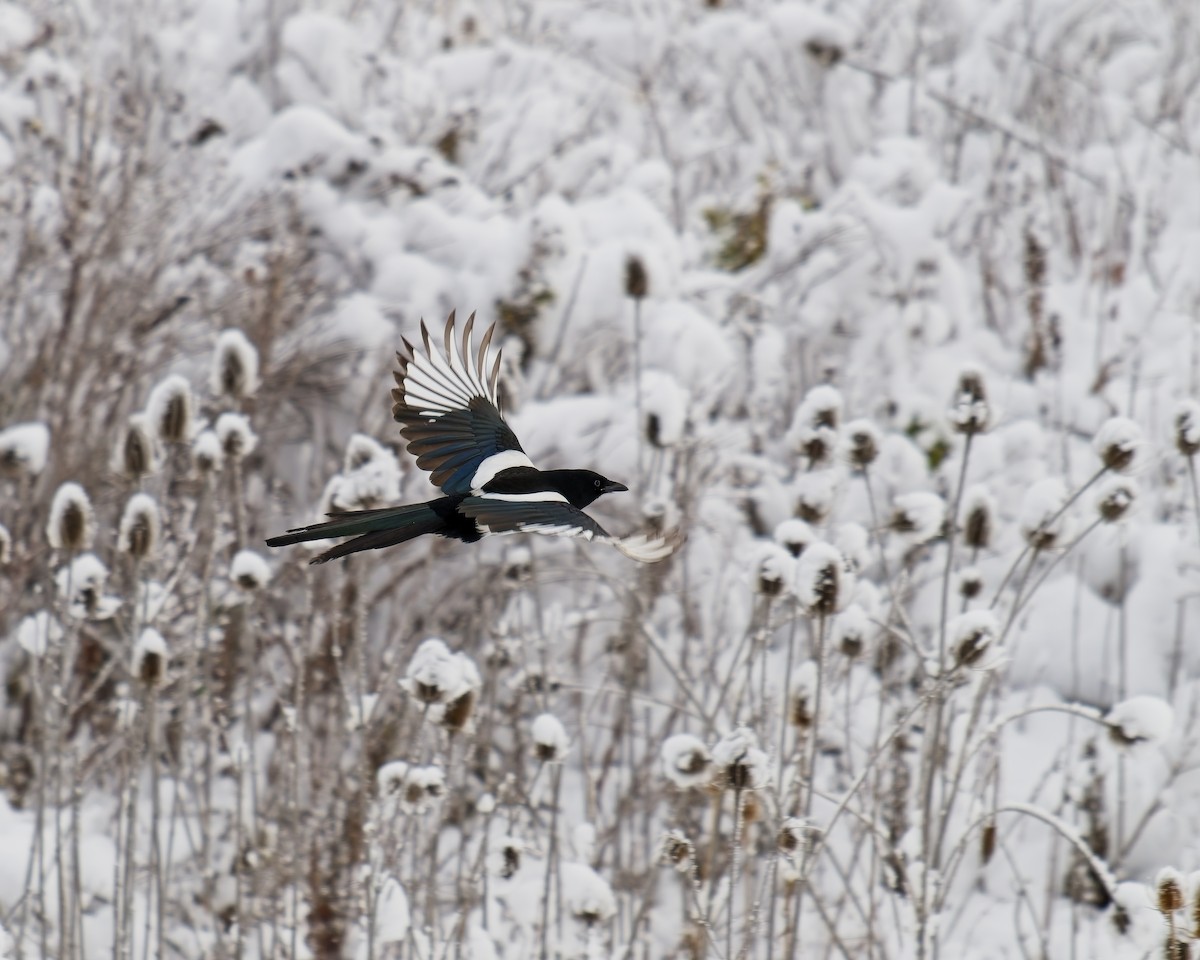 straka americká - ML646072574