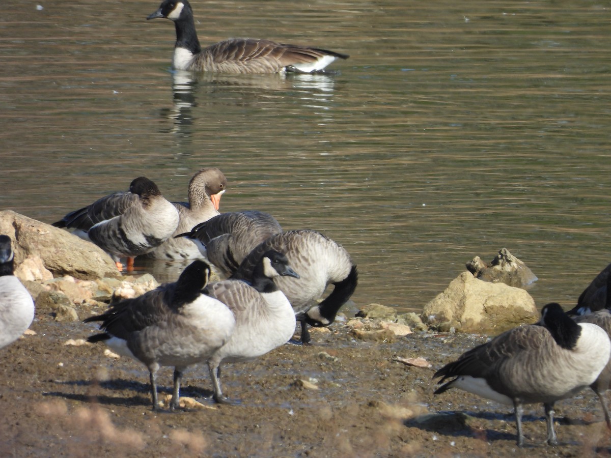 Greater White-fronted Goose - ML646072585