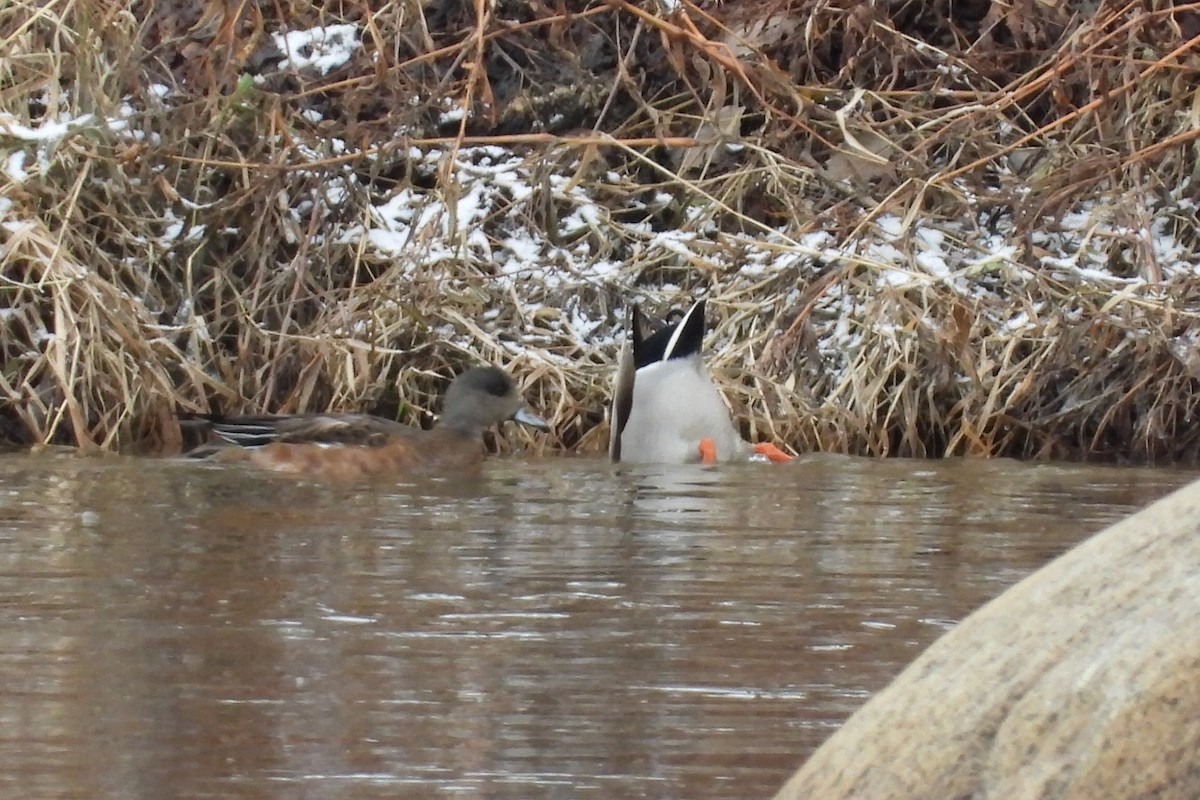 葡萄胸鴨 - ML646072594