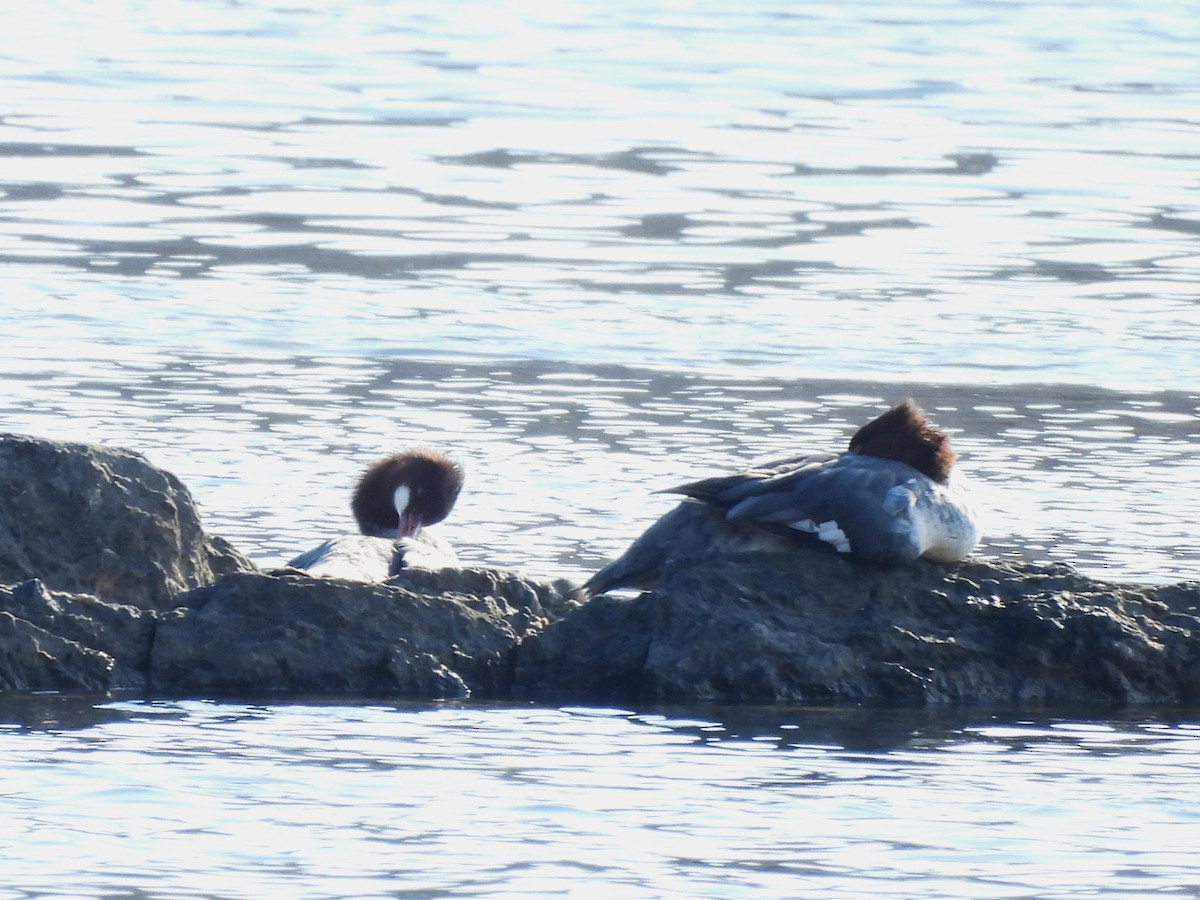 Common Merganser - ML646072598