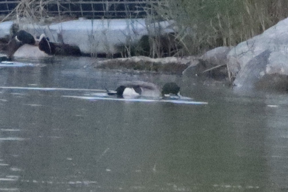 kachna divoká x ostralka štíhlá (hybrid) - ML646072613