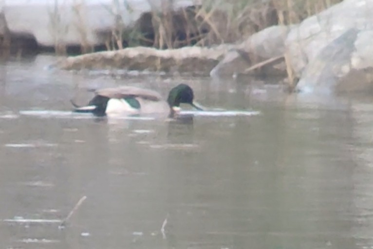 kachna divoká x ostralka štíhlá (hybrid) - ML646072614