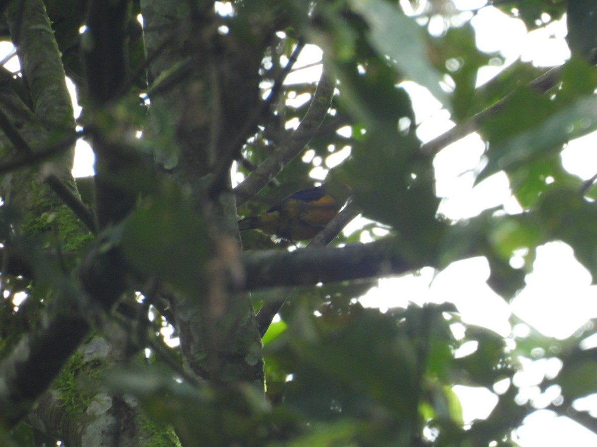 Orange-bellied Euphonia - ML646072615