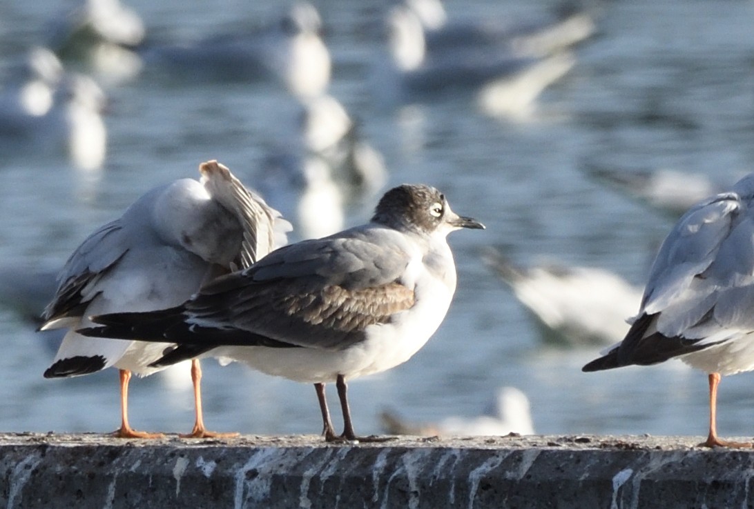 Franklin's Gull - ML646072619