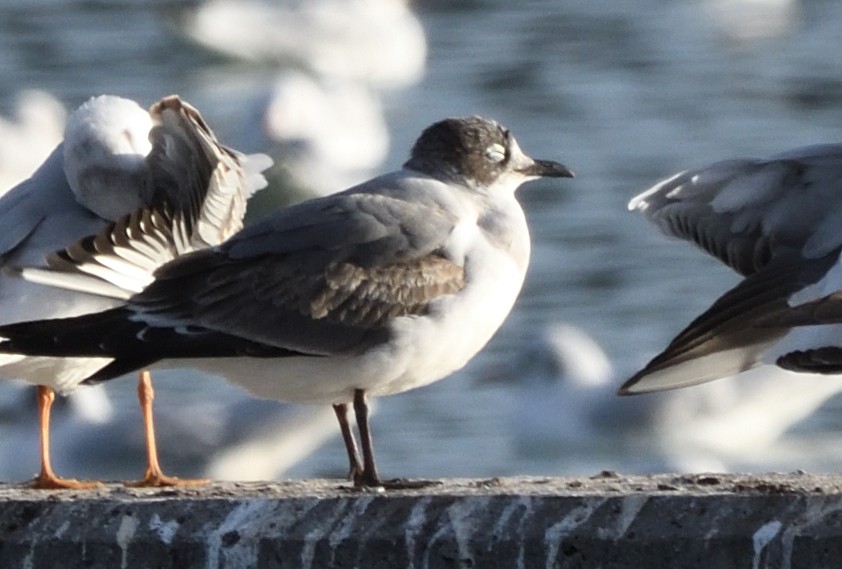 Franklin's Gull - ML646072620
