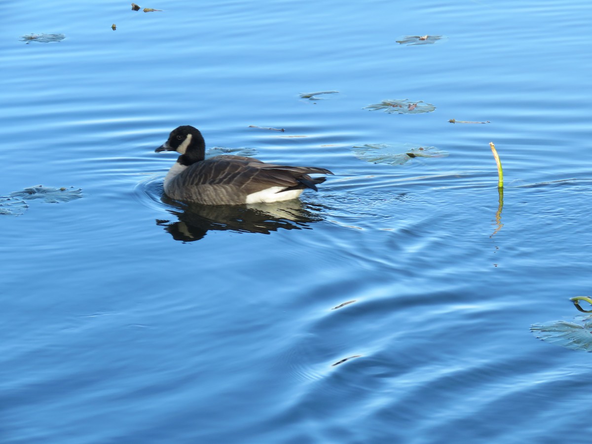 小加拿大雁 - ML646072628