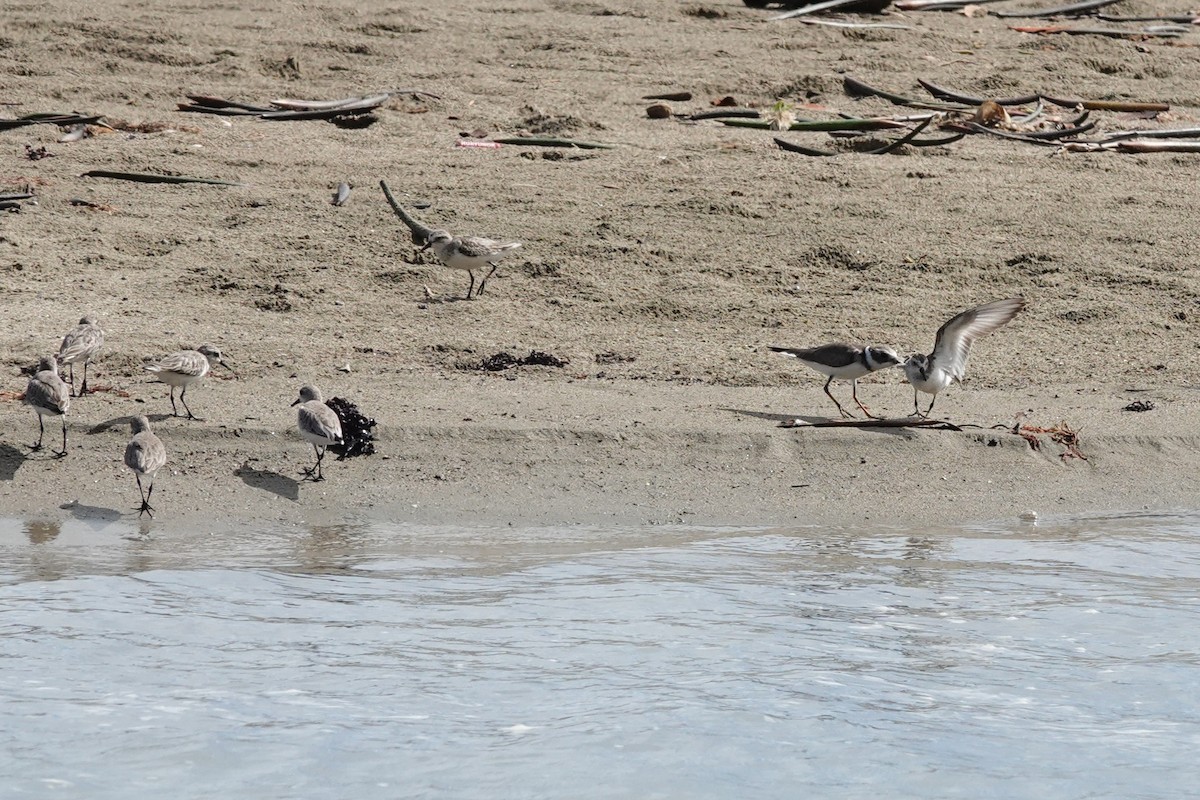 Semipalmated Plover - ML646072640