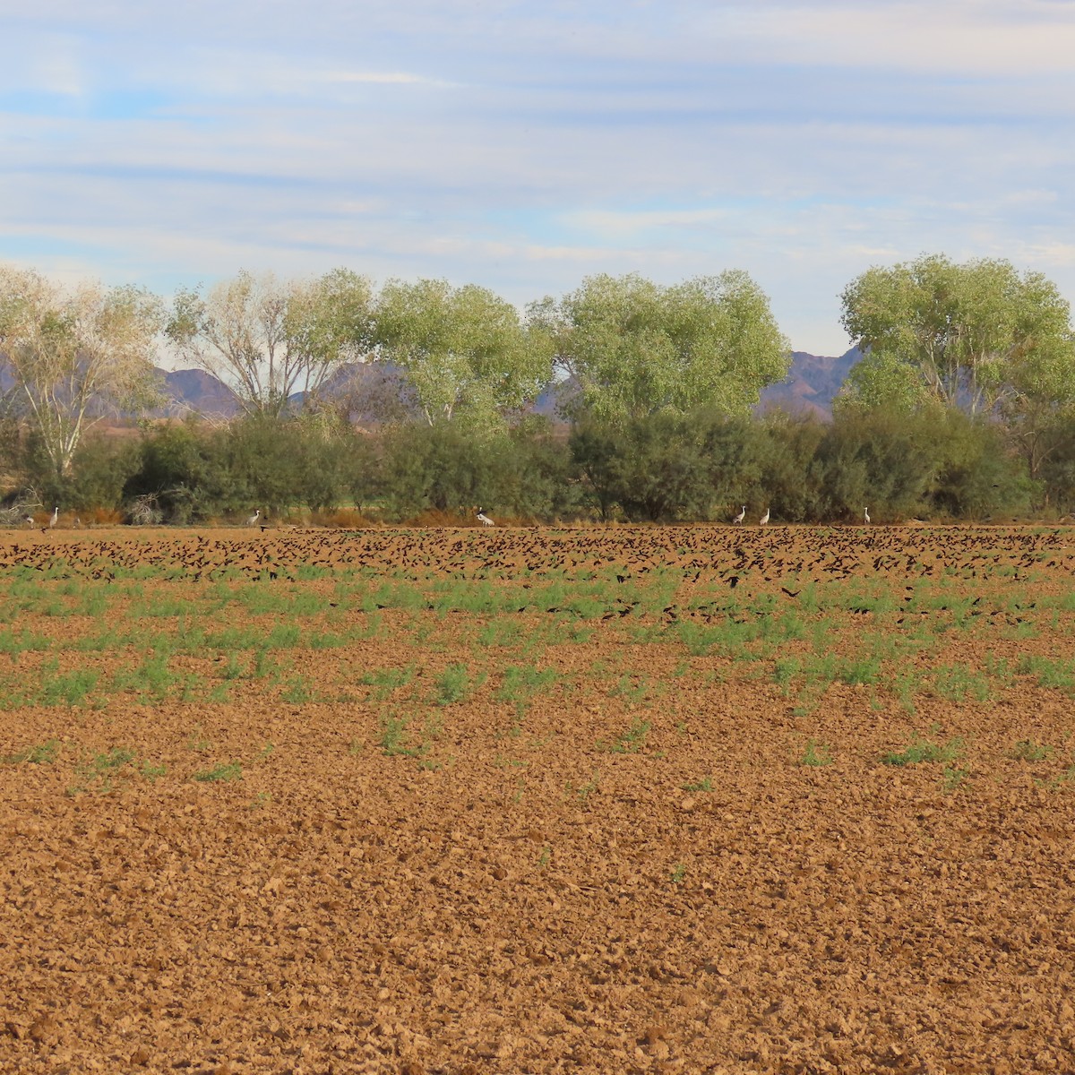 blackbird sp. - ML646072641