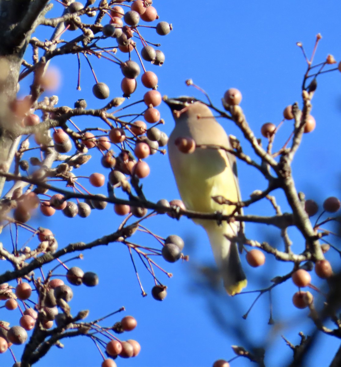 ヒメレンジャク - ML646072650