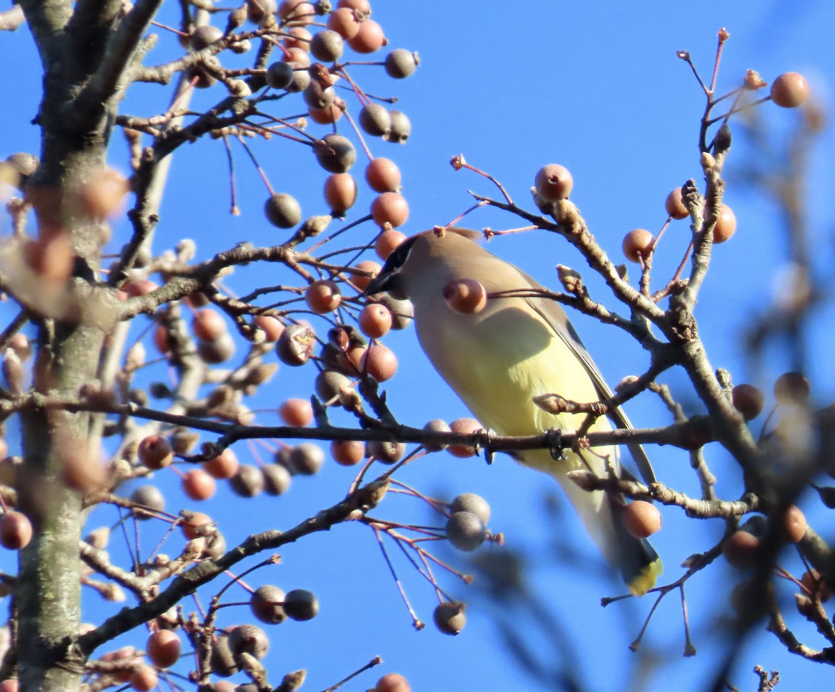 ヒメレンジャク - ML646072651