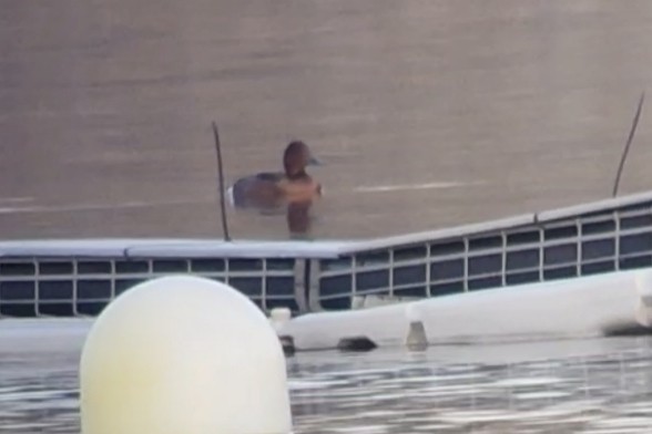 polák malý - ML646072652