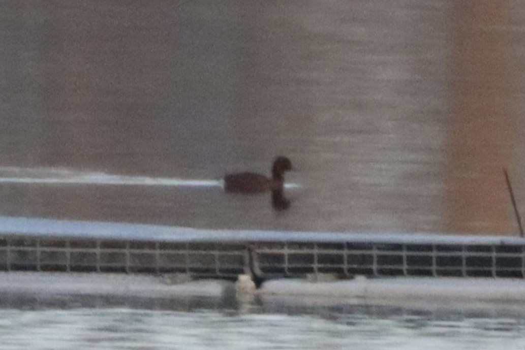 polák malý - ML646072653