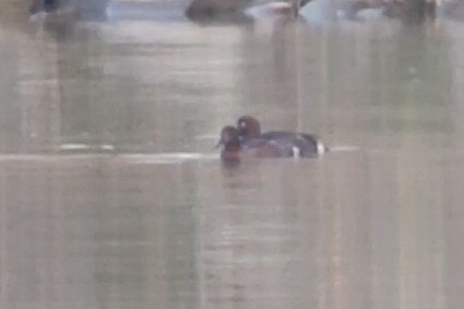 polák malý - ML646072654