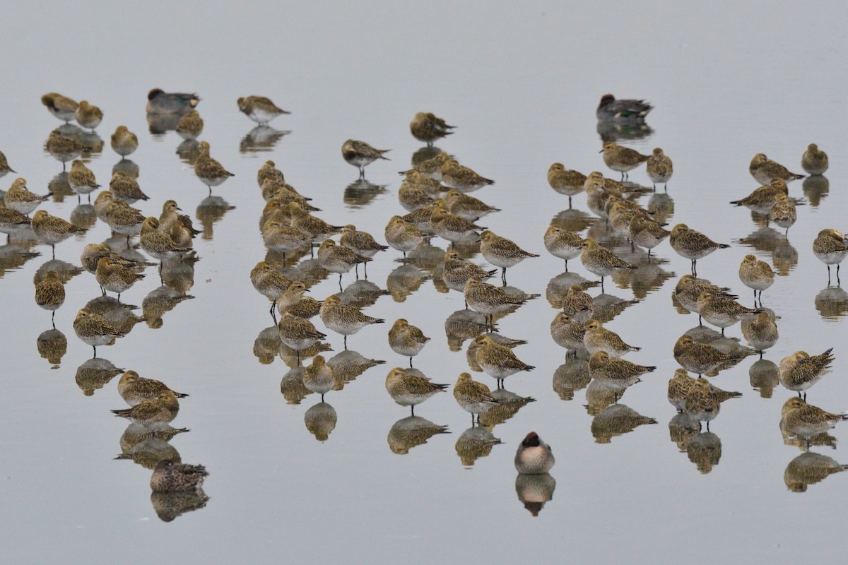 Сивка звичайна - ML646072657