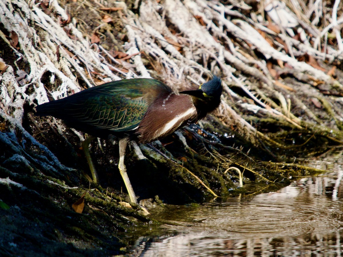 Green Heron - ML646072659