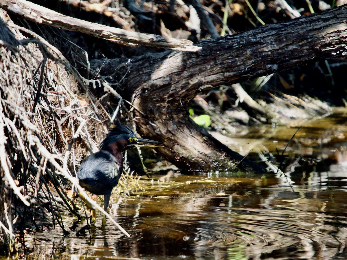 Green Heron - ML646072661
