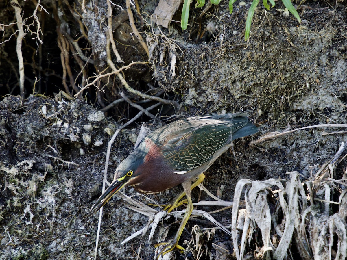 Green Heron - ML646072664