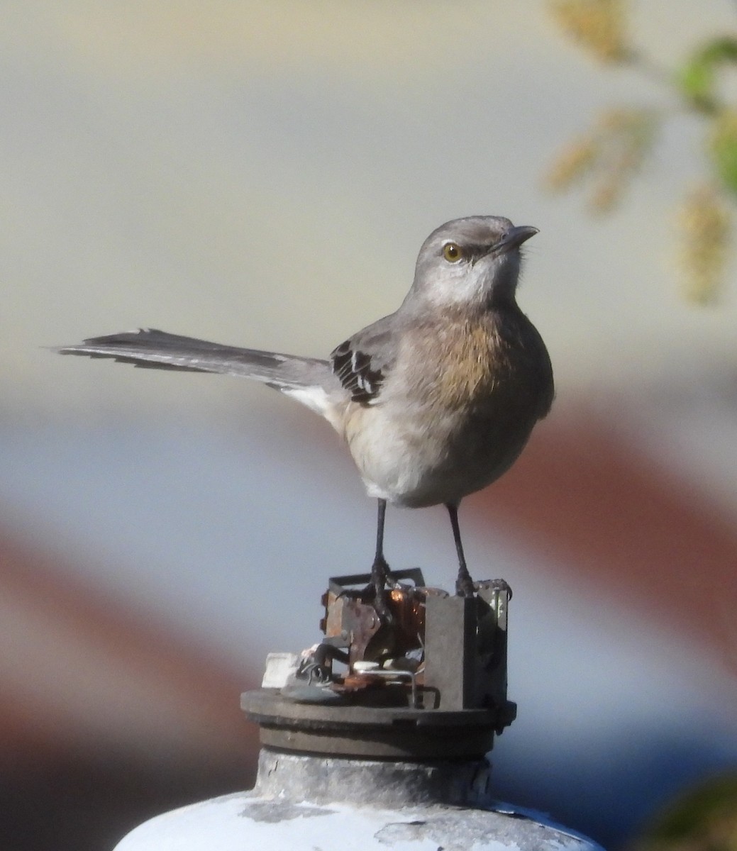 Tropikal Taklitçi - ML646072677