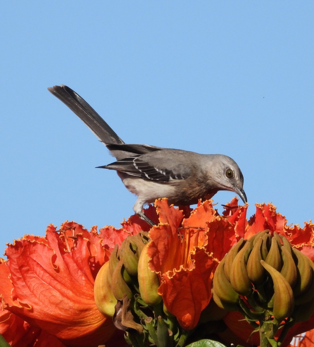 Tropikal Taklitçi - ML646072678