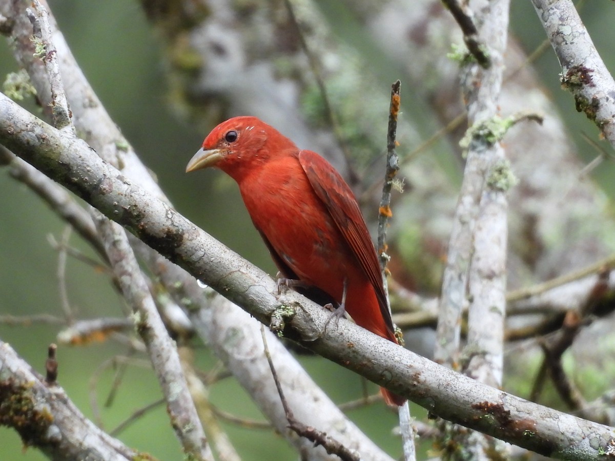 Summer Tanager - ML646072679