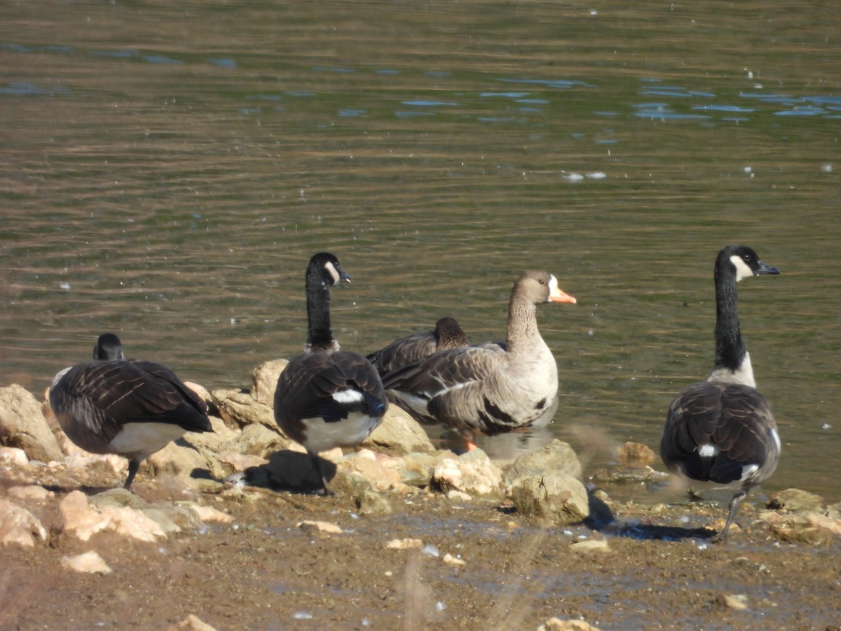 Greater White-fronted Goose - ML646072682