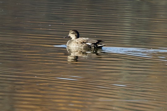 Серая утка - ML646072683