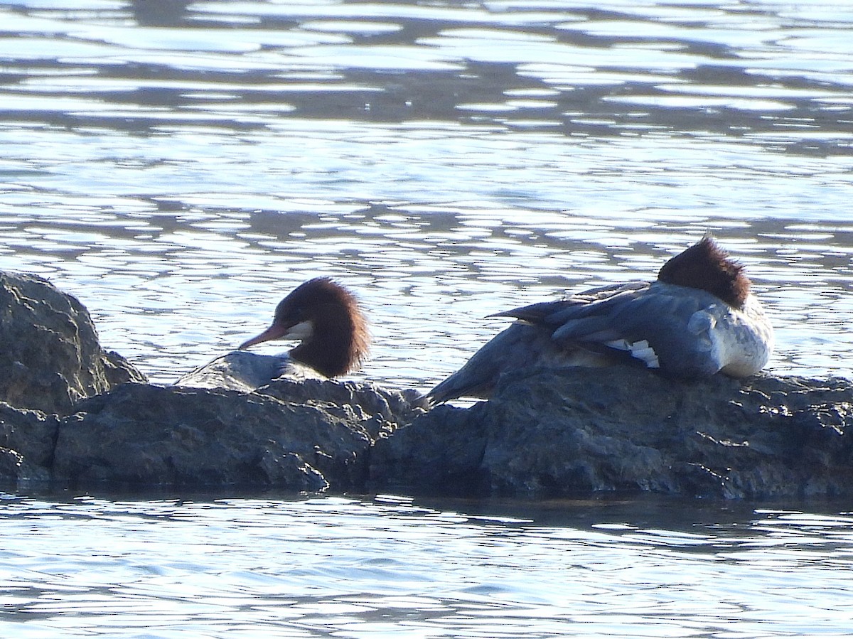 Common Merganser - ML646072685