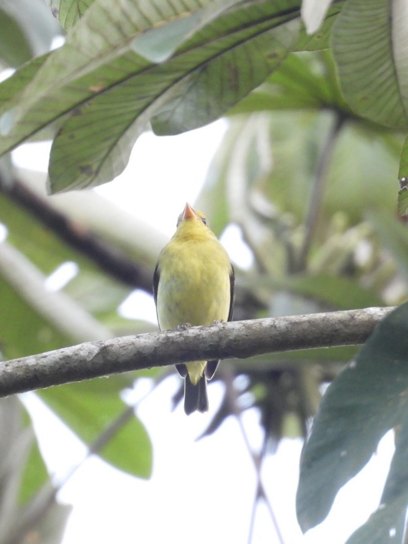 Scarlet Tanager - ML646072687