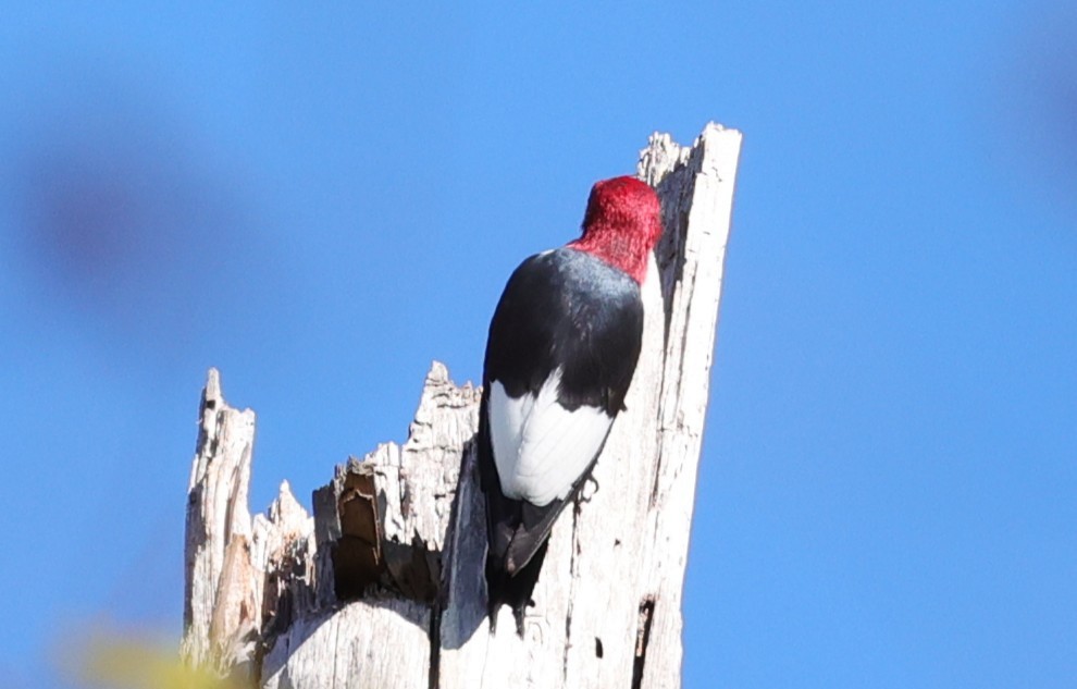 Red-headed Woodpecker - ML646072688