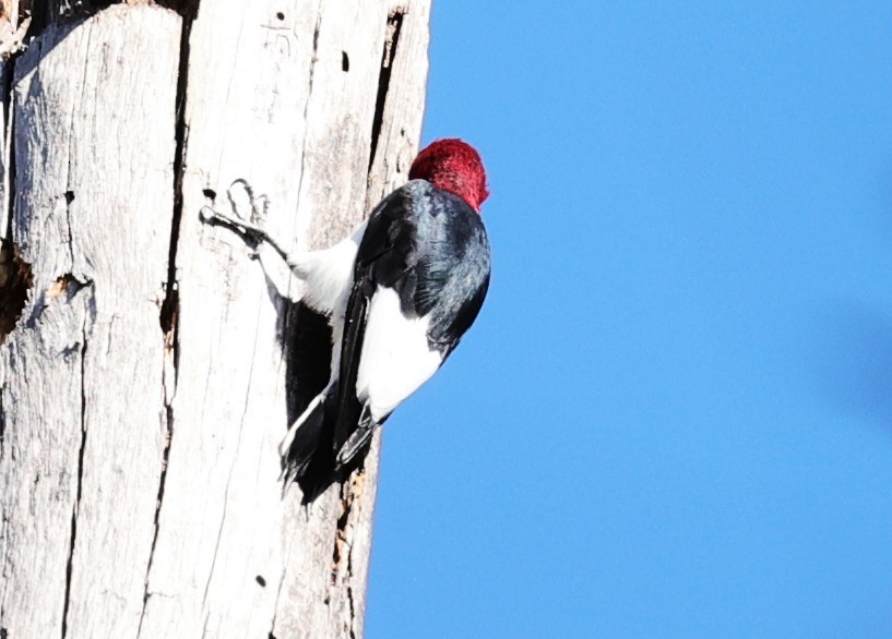 Red-headed Woodpecker - ML646072689