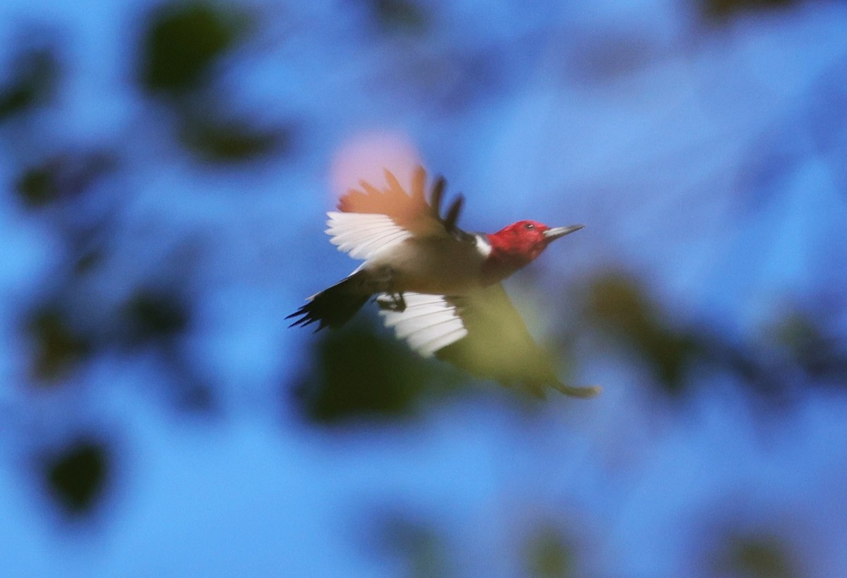 Red-headed Woodpecker - ML646072690