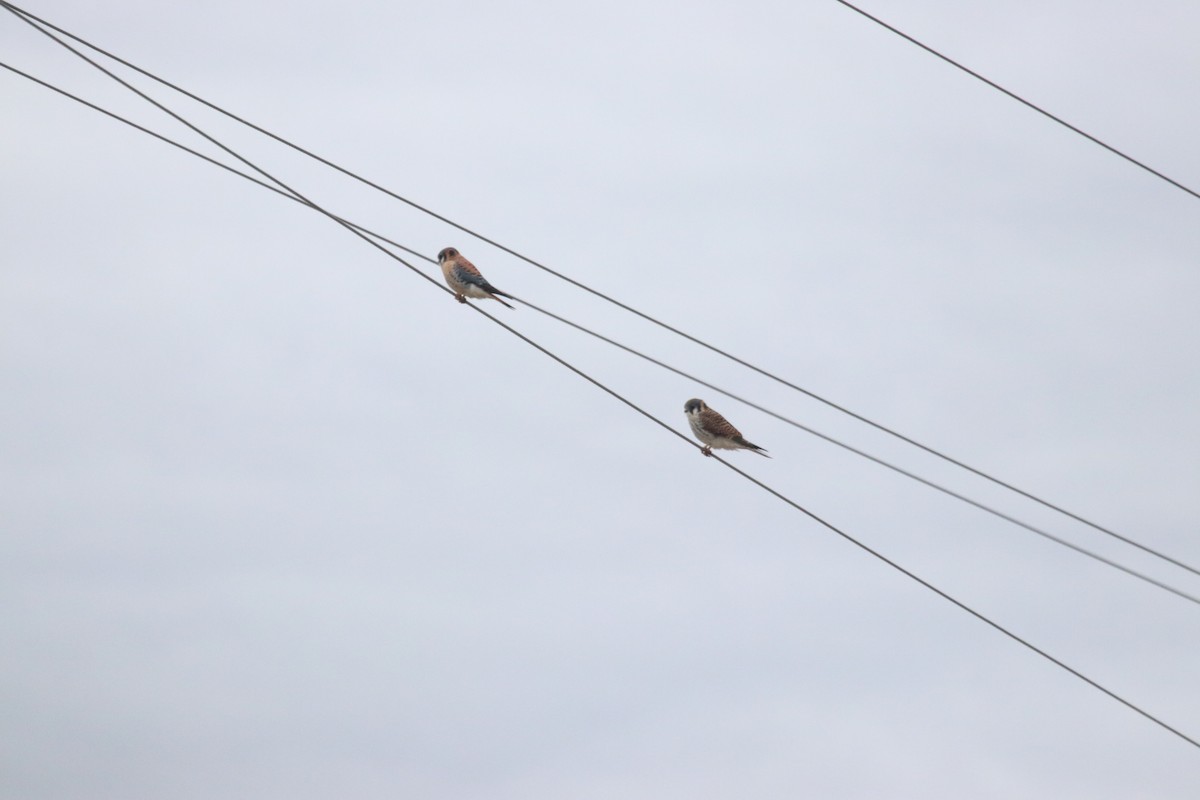 American Kestrel - ML646072693