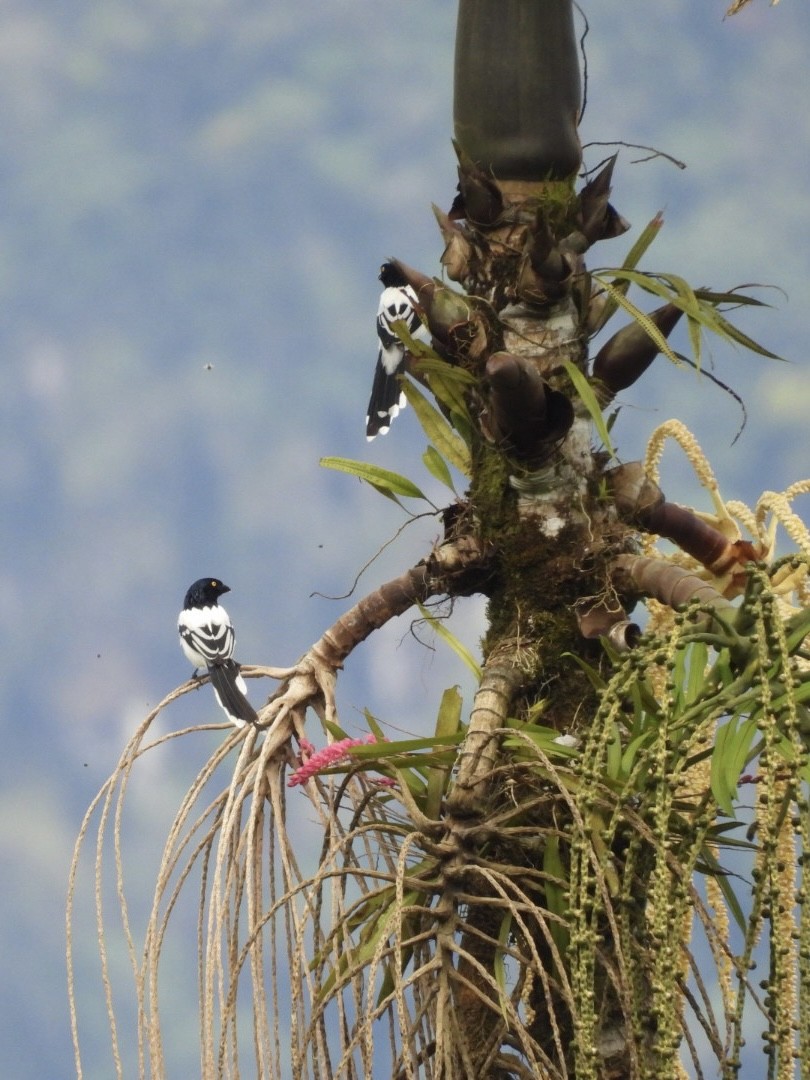 Magpie Tanager - ML646072694