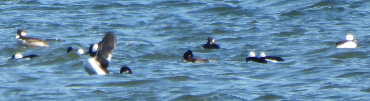 Murgilari buruzuria - ML646072708