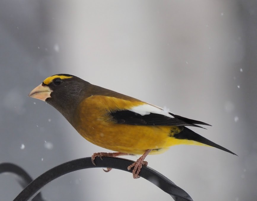 Evening Grosbeak - ML646072709