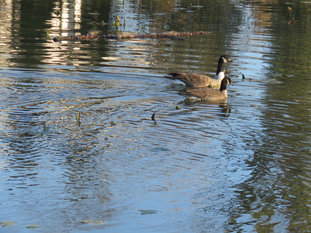 小加拿大雁 - ML646072710