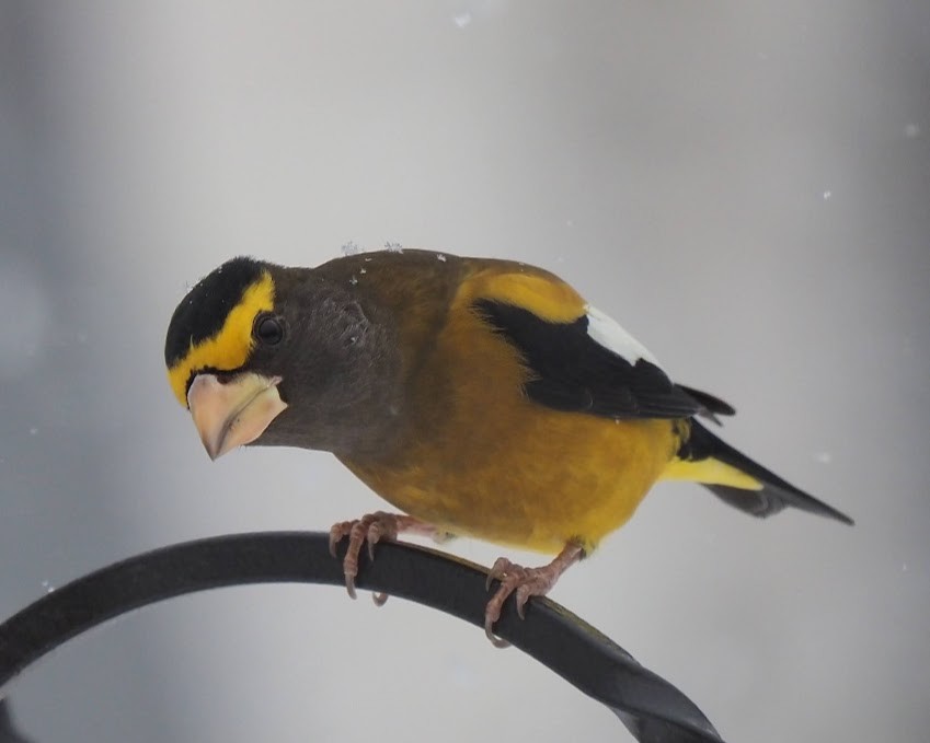 Evening Grosbeak - ML646072711